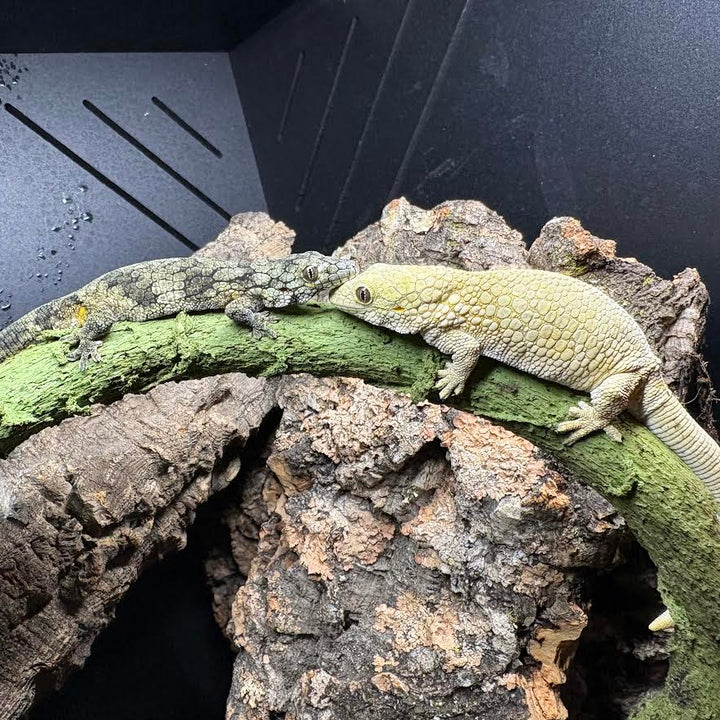 Eurydactylodes veillardi PAIR