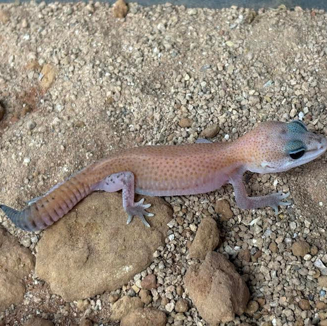 Hemitheconyx caudicinctus (Fat-tailed Gecko) PATTERNLESS