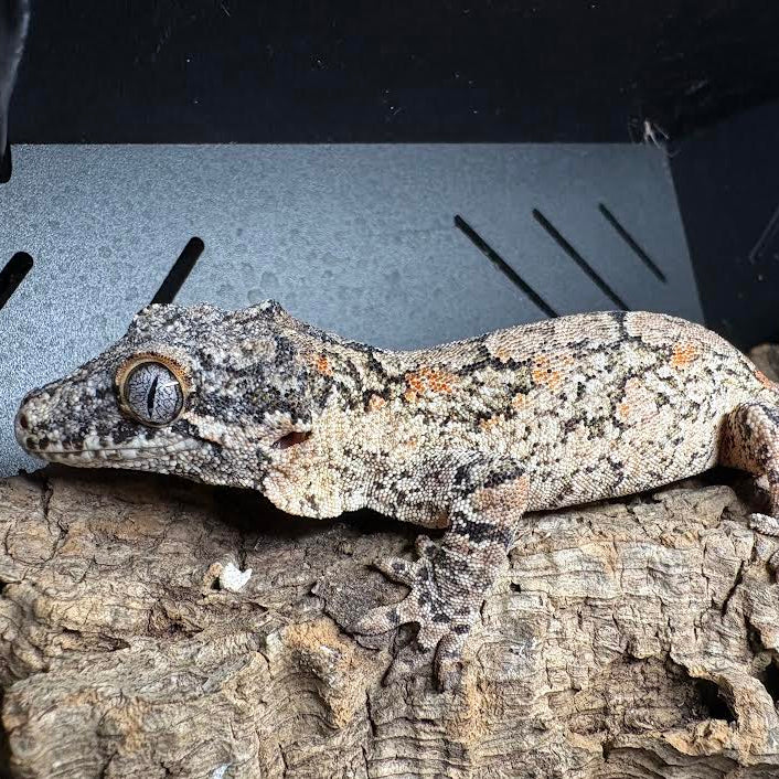 Rhacodactylus auriculatus (Gargoyle Gecko) Orange MALE