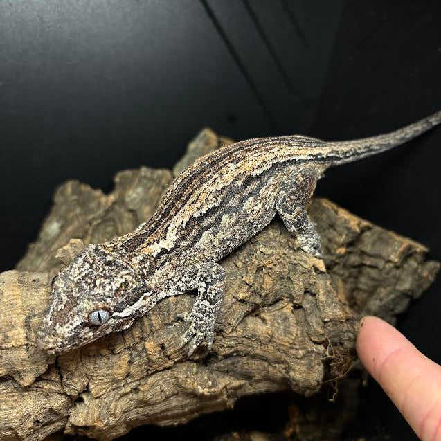 Rhacodactylus auriculatus (Gargoyle Gecko) Red FEMALE