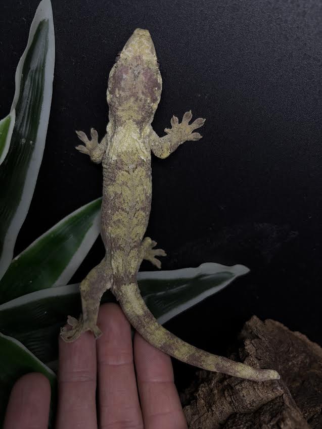 Mniarogekko chahoua (Chahoua Gecko) White Collar FEMALE