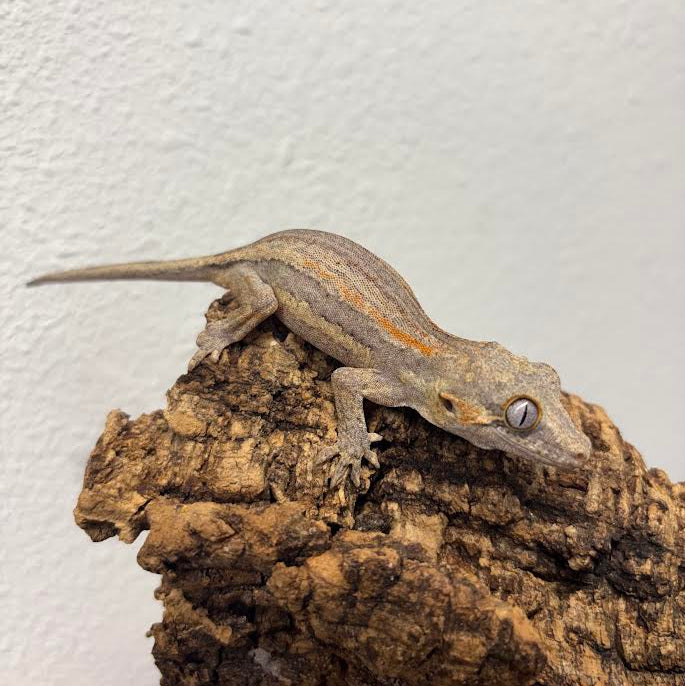 Rhacodactylus auriculatus (Gargoyle Gecko) Normal Stripe
