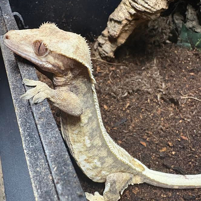 Correlophus ciliatus (Crested Gecko) Female