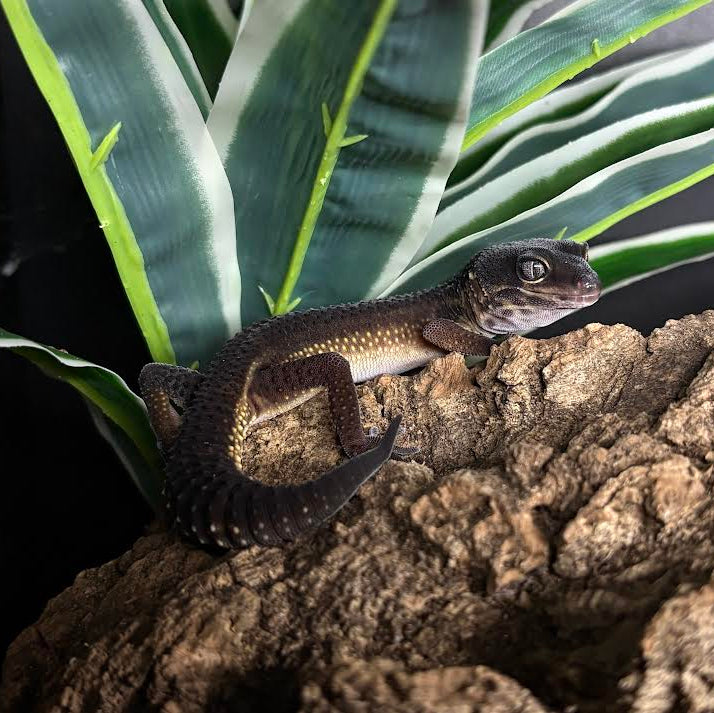Eublepharis macularius (Leopard Gecko) Black Night Female