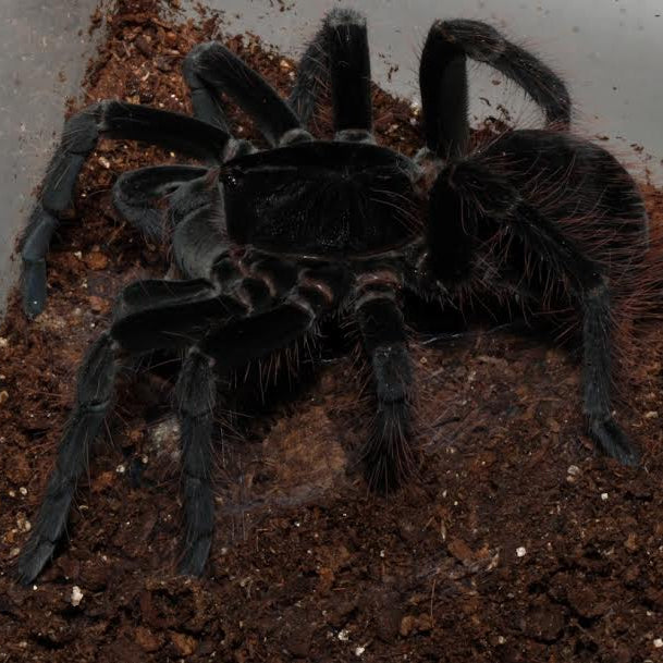 Theraphosinae sp 'Megacarapace' Colombia