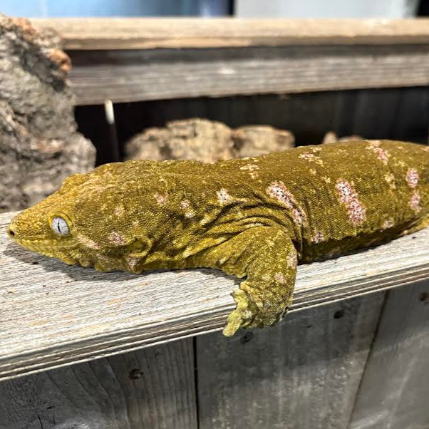 Rhacodactylus leachianus (New Caledonian Giant Gecko) Adult Male Nuu Ana x Nuu Ami