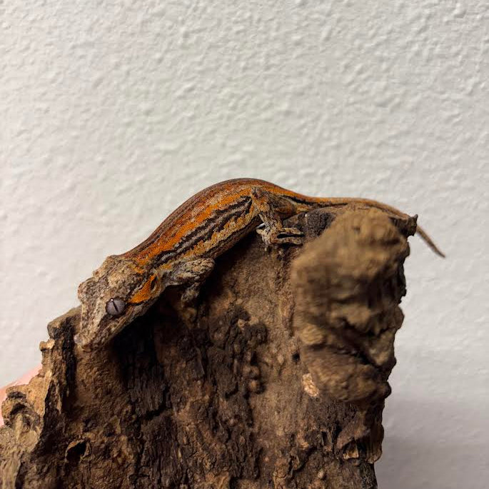 Rhacodactylus auriculatus (Gargoyle Gecko) Red Stripe