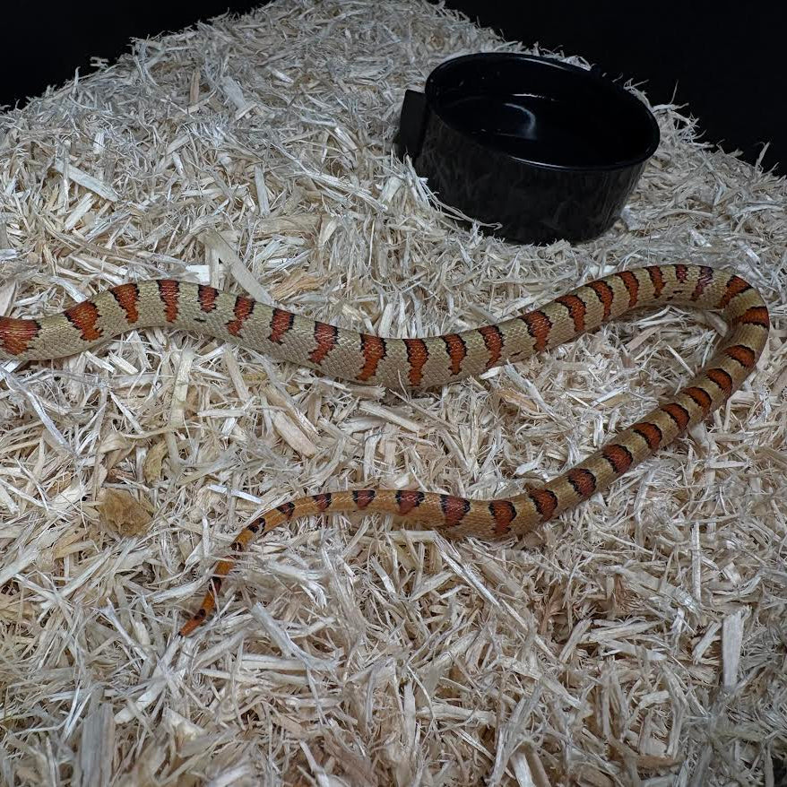 Lampropeltis leonis (Variable Kingsnake)