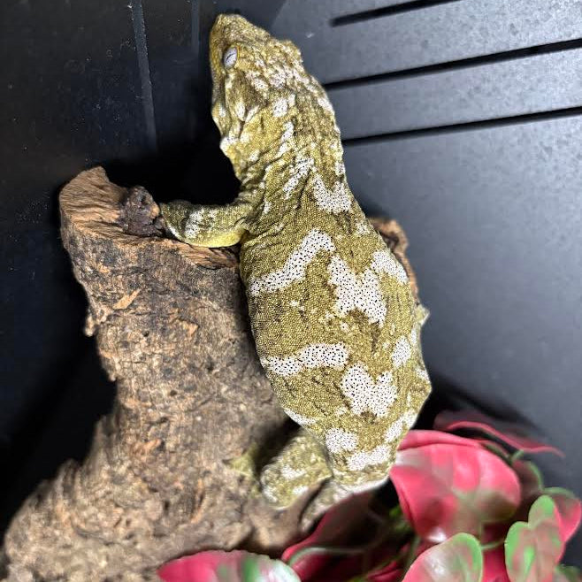 Rhacodactylus leachianus (New Caledonian Giant Gecko) NUU ANA FEMALE
