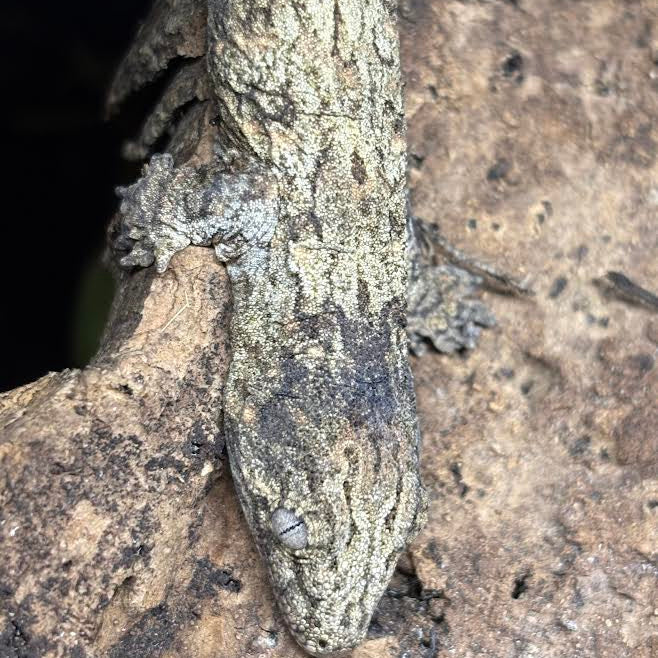 Rhacodactylus leachianus (New Caledonian Giant Gecko) GTX