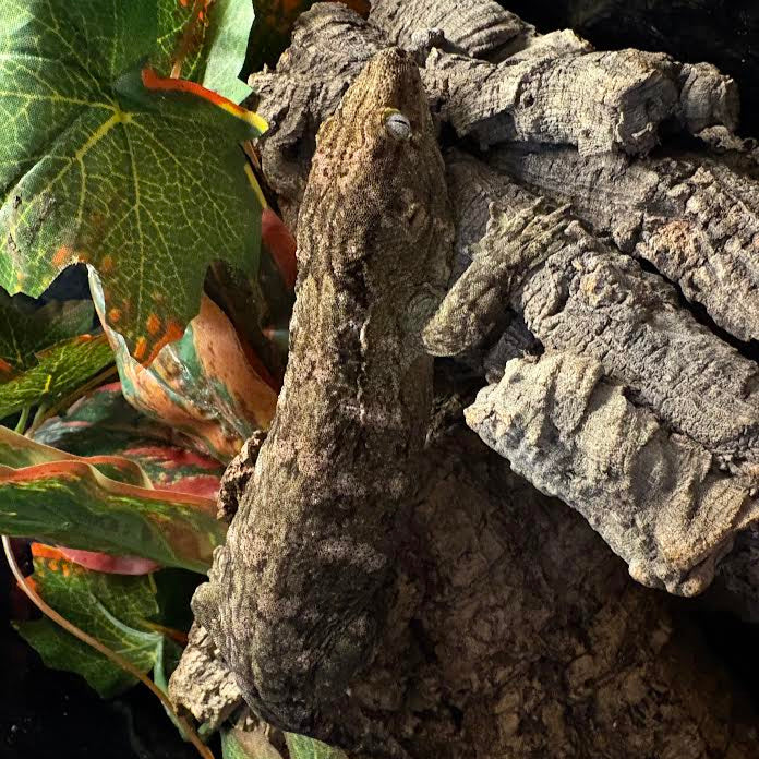 Rhacodactylus leachianus (New Caledonian Giant Gecko) GT x High Color Nuu Ami 2-1-24