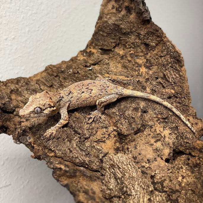 Rhacodactylus auriculatus (Gargoyle Gecko) Normal Reticulated