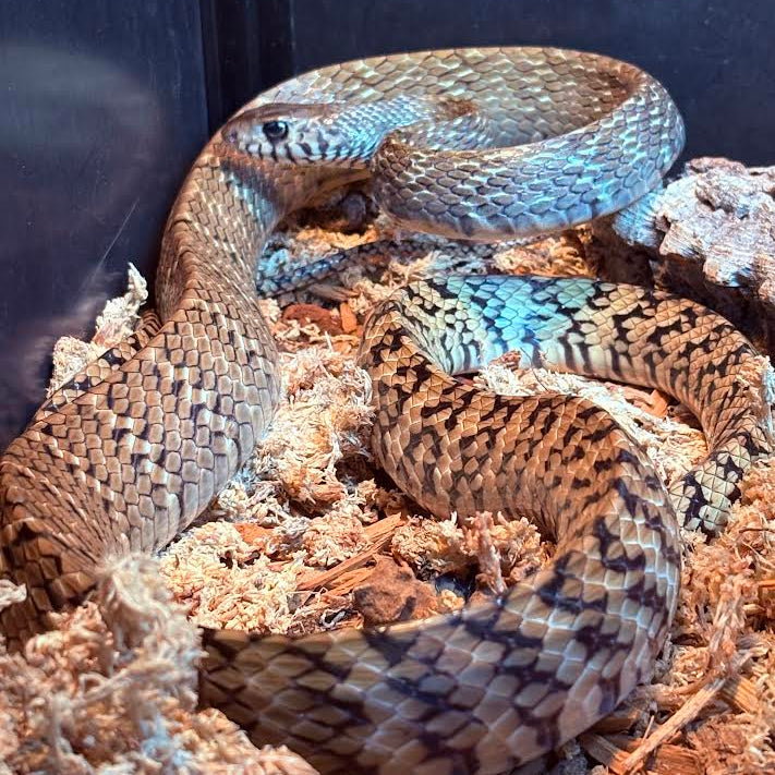 Pytas mucosa (Indian Rat Snake) 4-5'