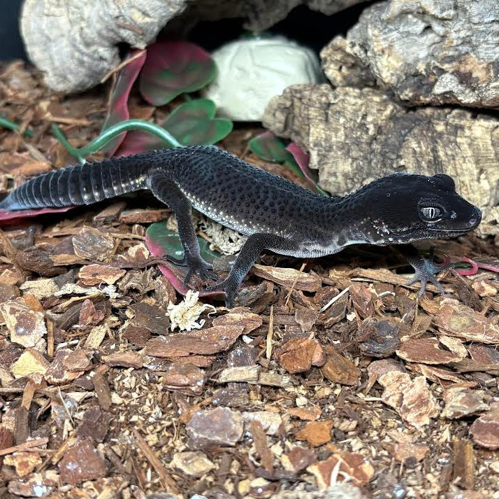 Eublepharis macularius (Leopard Gecko) Black Night - Suspect Male