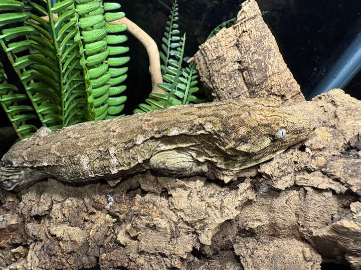 Rhacodactylus leachianus (New Caledonian Giant Gecko) High Color X 10-2-23