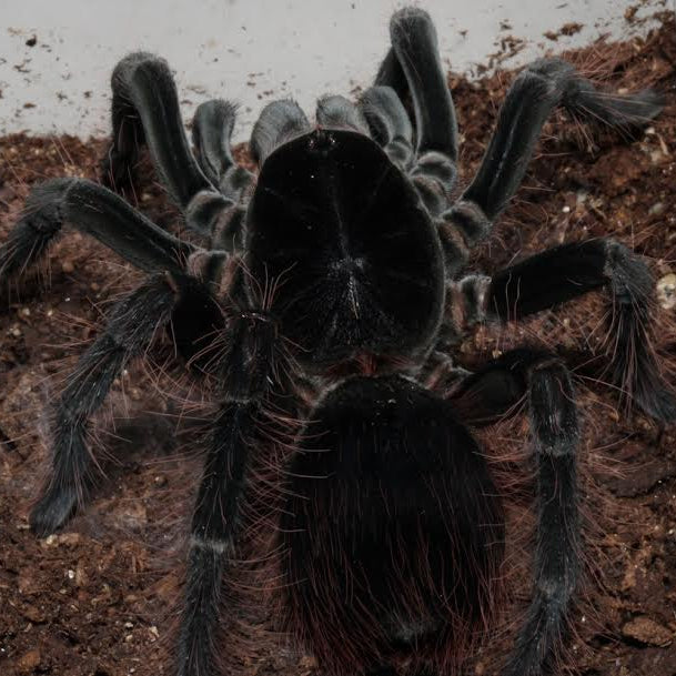 Theraphosinae sp 'Megacarapace' Colombia