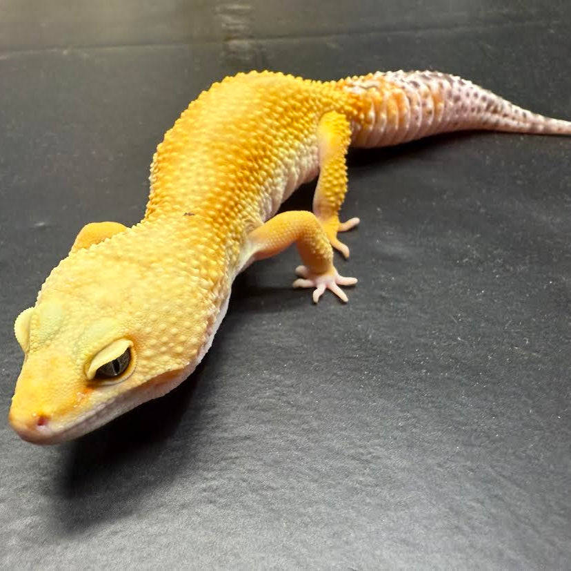 Eublepharis macularius (Leopard Gecko) Super Hypo Tangerine Female #2