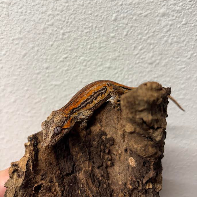 Rhacodactylus auriculatus (Gargoyle Gecko) Red Stripe