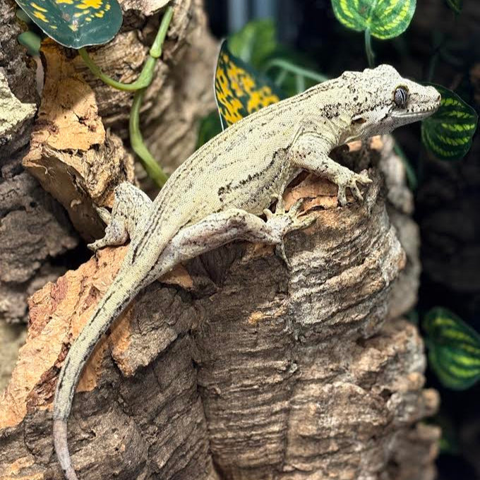Rhacodactylus auriculatus (Gargoyle Gecko) '19 Yellow Base Stripe Female (Regen Tail)