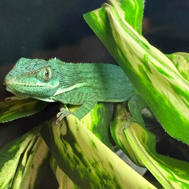 Anolis equestris (Blue Beauty Anole) HIGH BLUE PAIR