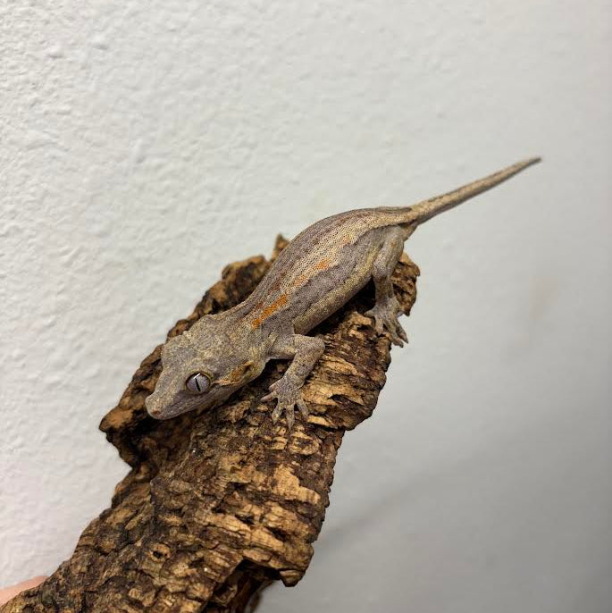 Rhacodactylus auriculatus (Gargoyle Gecko) Normal Stripe