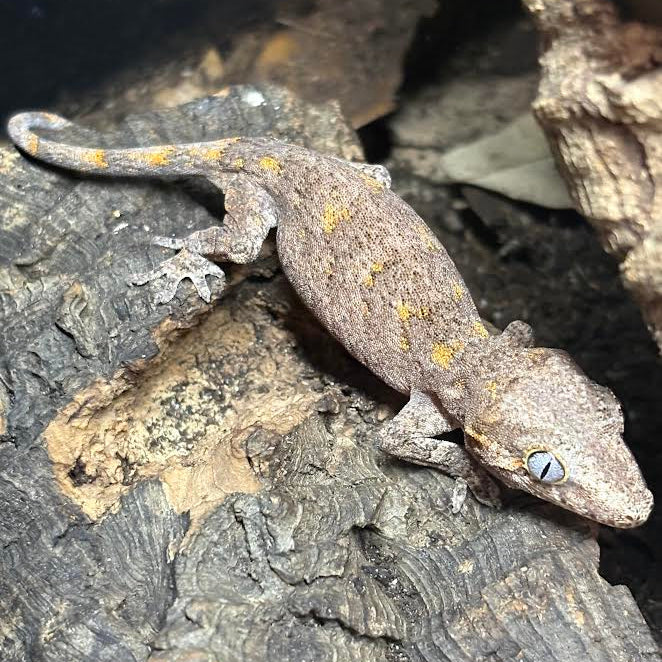 Rhacodactylus auriculatus (Gargoyle Gecko) Red Based Blotch
