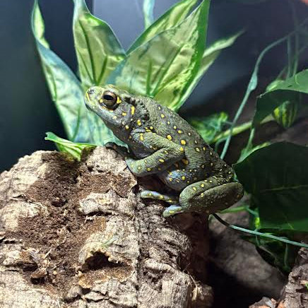 Asian Yellow-spotted Climbing Toad (Rentapia hosii)