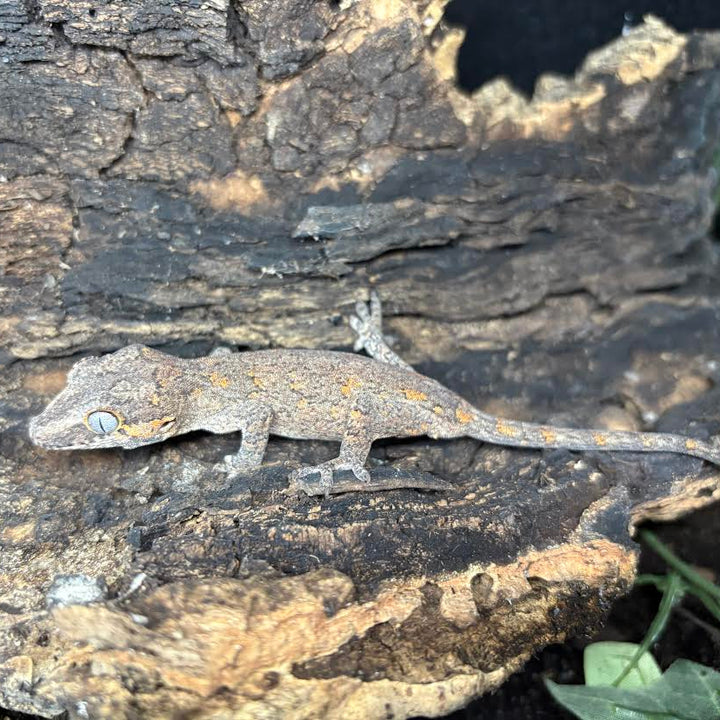 Rhacodactylus auriculatus (Gargoyle Gecko) '25 Orange Reticulated