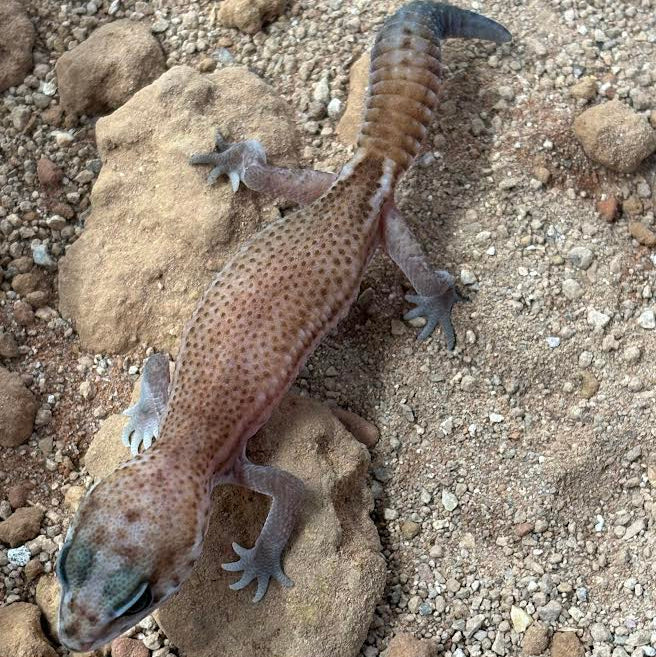 Hemitheconyx caudicinctus (Fat-tailed Gecko) PATTERNLESS