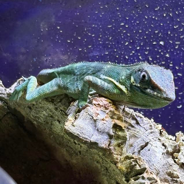 Anolis equestris (Blue Beauty Anole) HIGH BLUE PAIR