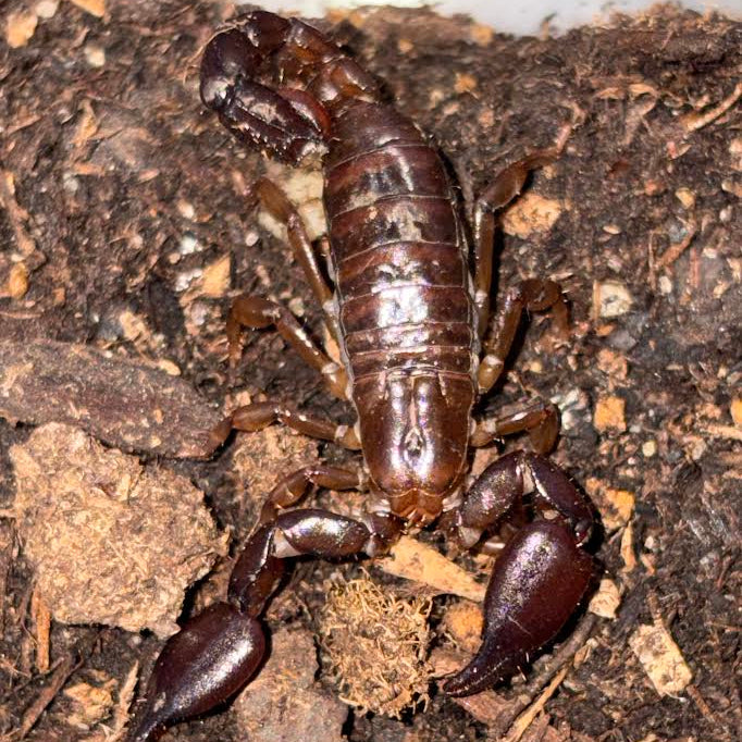 Didymocentrus krausi  (Central American Dwarf Forest Scorpion)