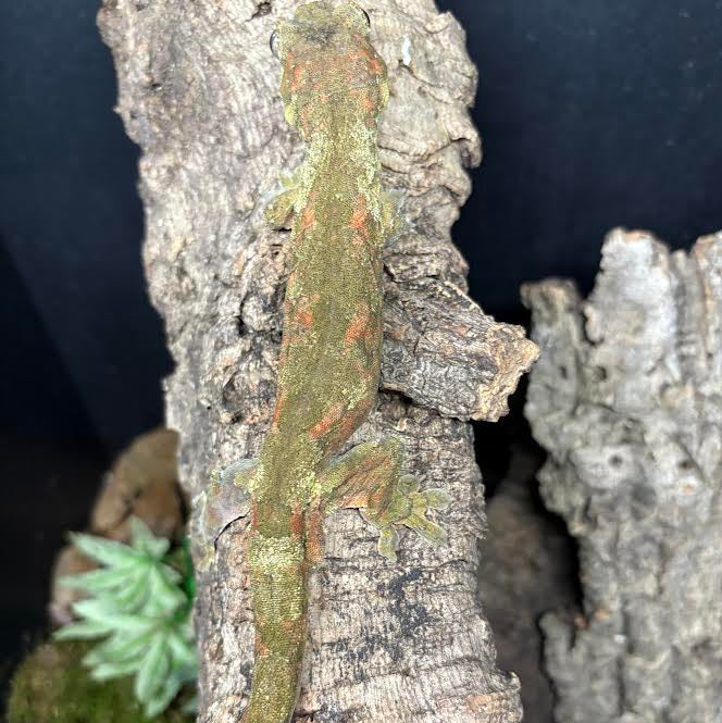 Chahoua gecko (Mniarogekko chahoua) Pine Island Proven Pair