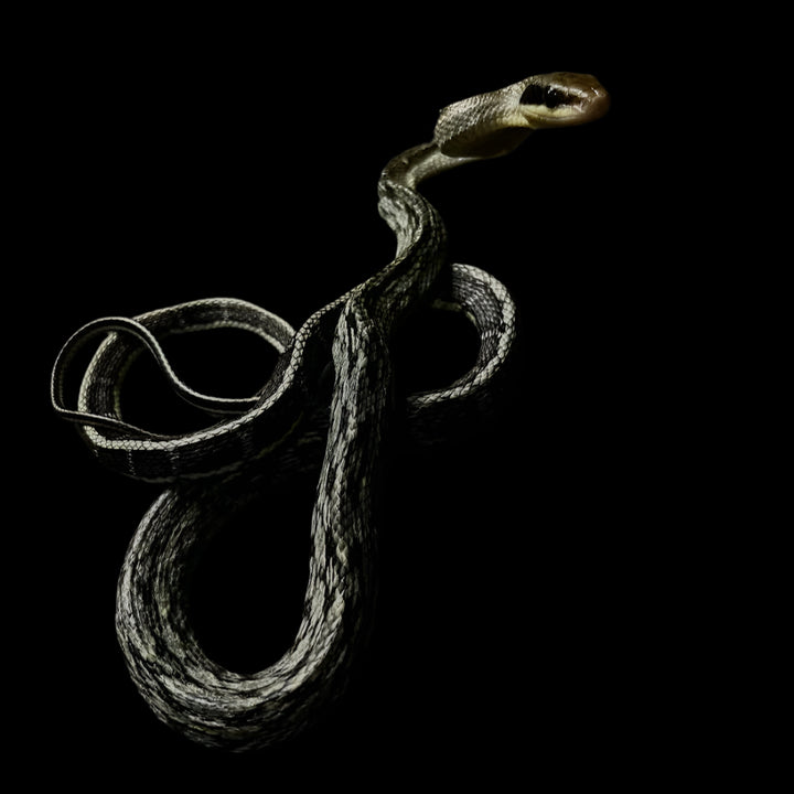 Elaphe taeniura callicyanous (Vietnamese Blue Beauty Rat Snake) Male