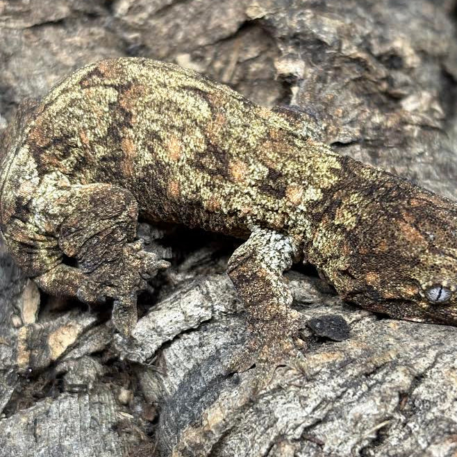 Rhacodactylus leachianus (New Caledonian Giant Gecko) Nuu Ami