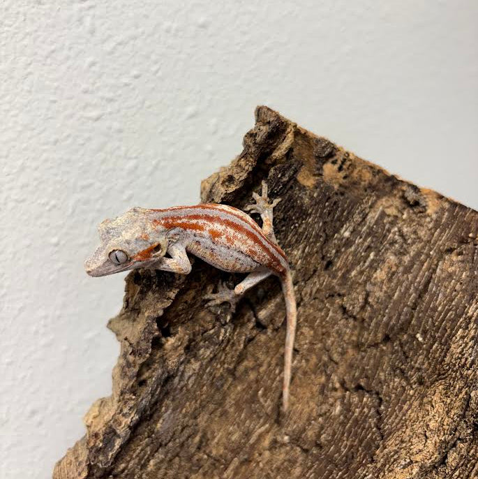 Rhacodactylus auriculatus (Gargoyle Gecko) Red Stripe