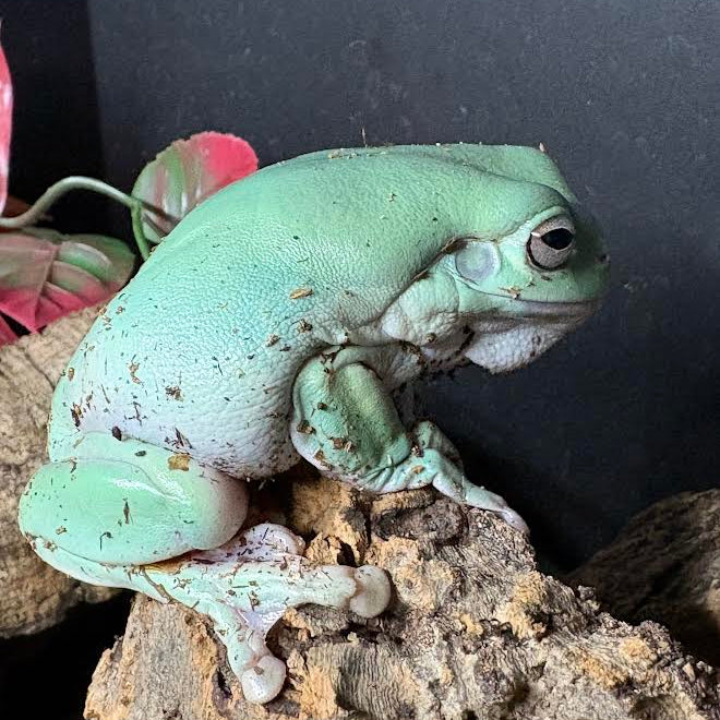 Whites Tree Frog (Litoria caerulea)