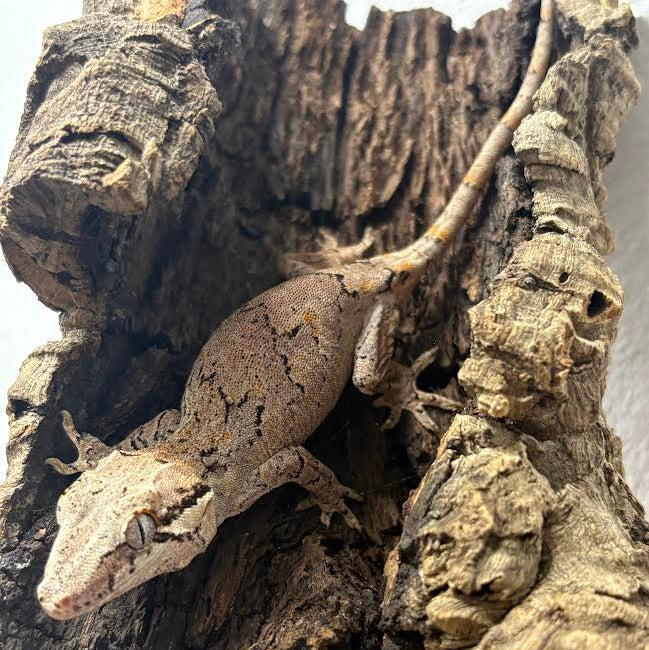 Rhacodactylus auriculatus (Gargoyle Gecko) Normal Reticulated
