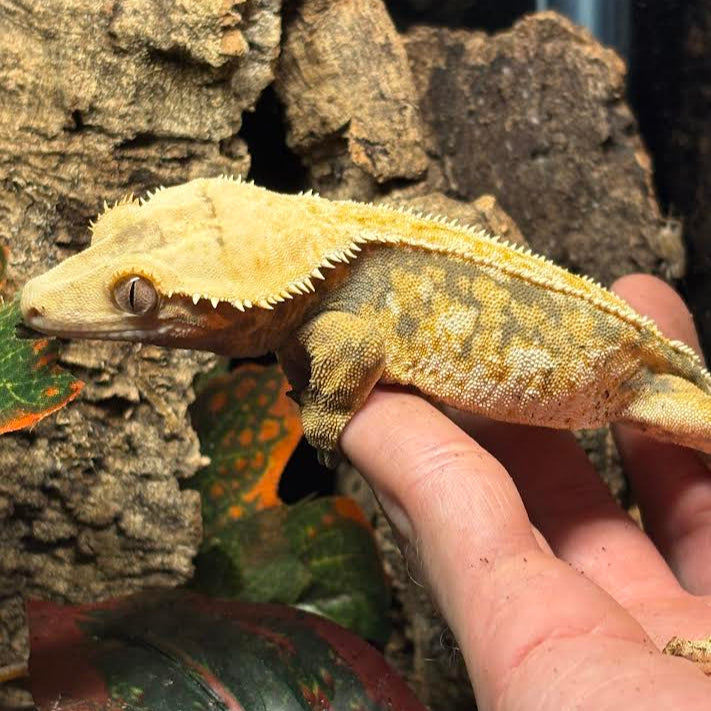 Correlophus ciliatus (Crested Gecko) Extreme Harlequin Tricolor Female