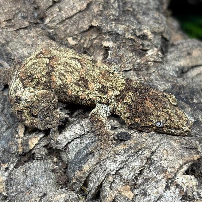 Rhacodactylus leachianus (New Caledonian Giant Gecko) Nuu Ami
