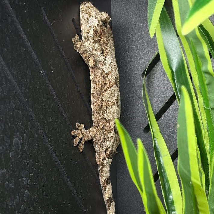 Mniarogekko chahoua (Mossy New Caledonian Gecko) Pine Isle *Kink Tail Pet Only*