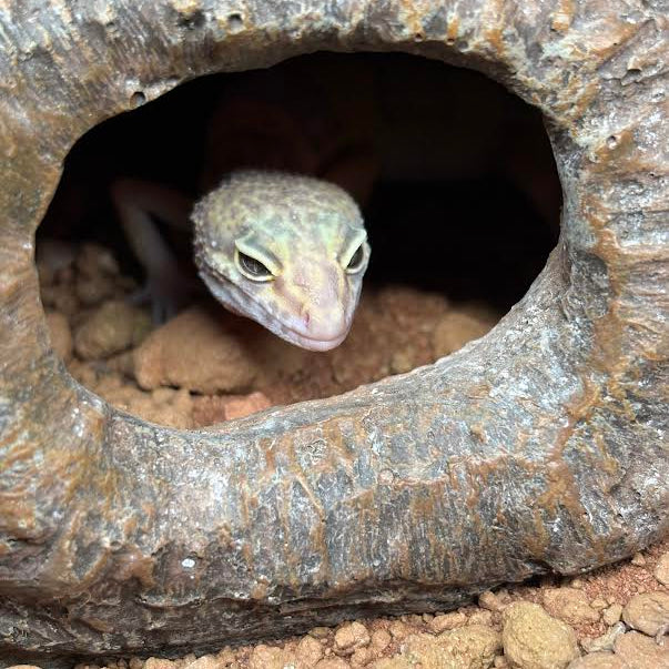 Eublepharis macularius (Leopard Gecko) Juvenile
