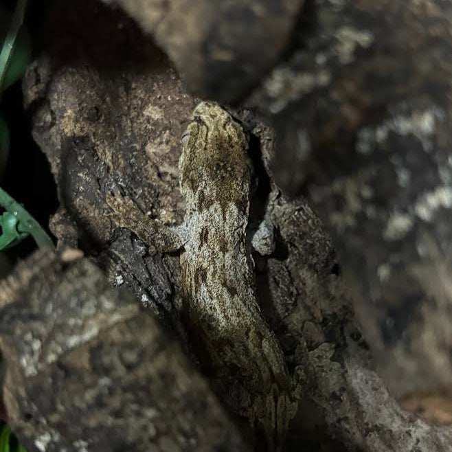Rhacodactylus leachianus (New Caledonian Giant Gecko) GTX