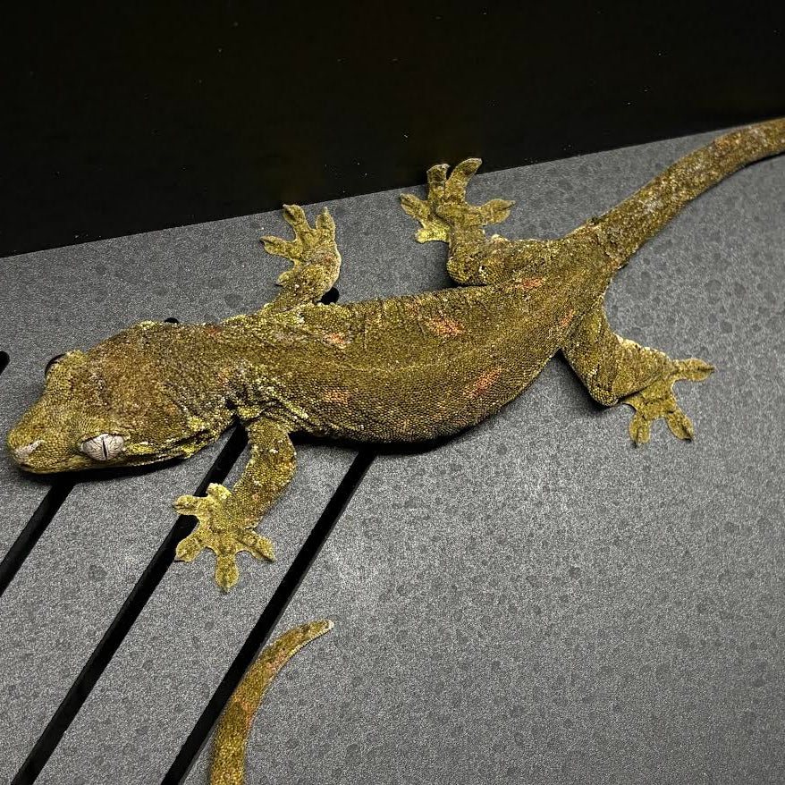 Chahoua gecko (Mniarogekko chahoua) Pine Island Proven Pair