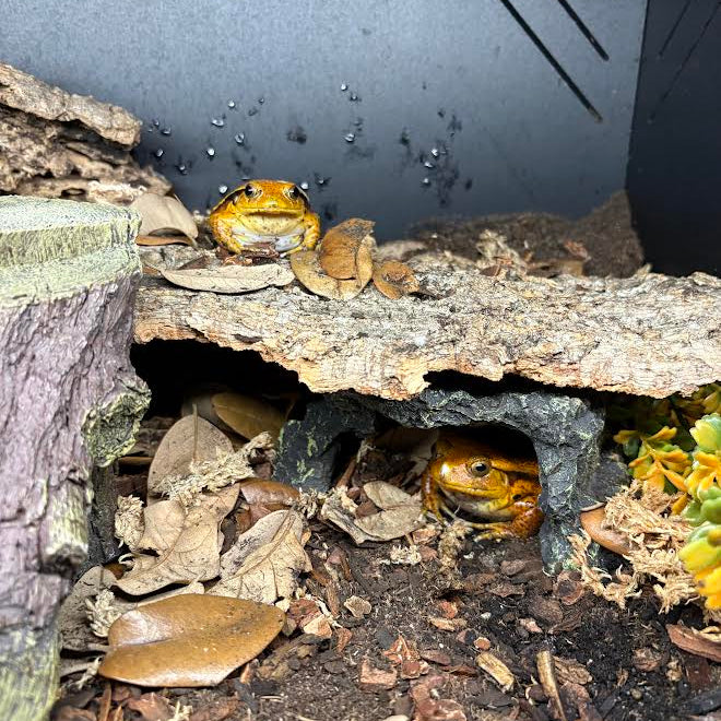 Dyscophus guineti (Tomato Frog)