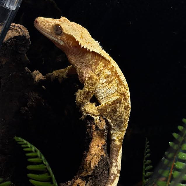 Correlophus ciliatus (Crested Gecko) Red Harlequin FEMALE