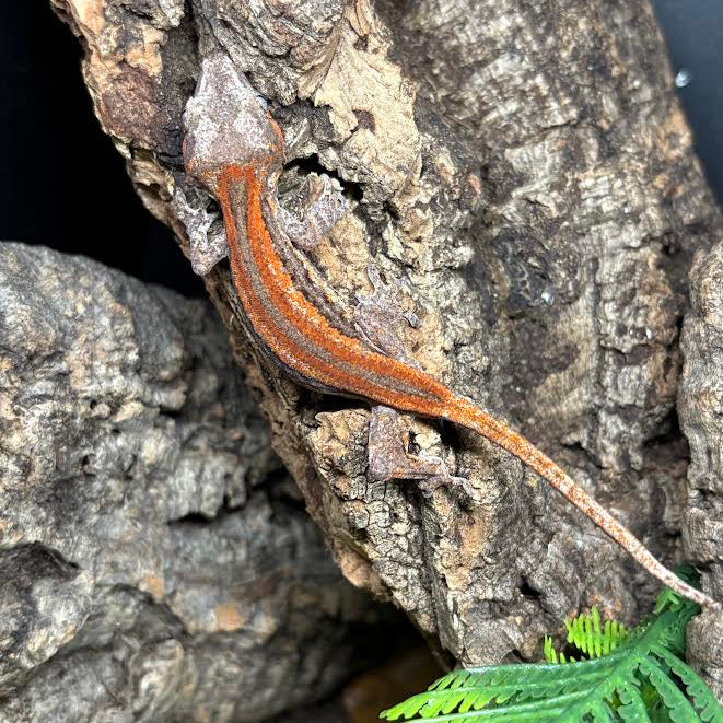 Rhacodactylus auriculatus (Gargoyle Gecko) Red Stripe
