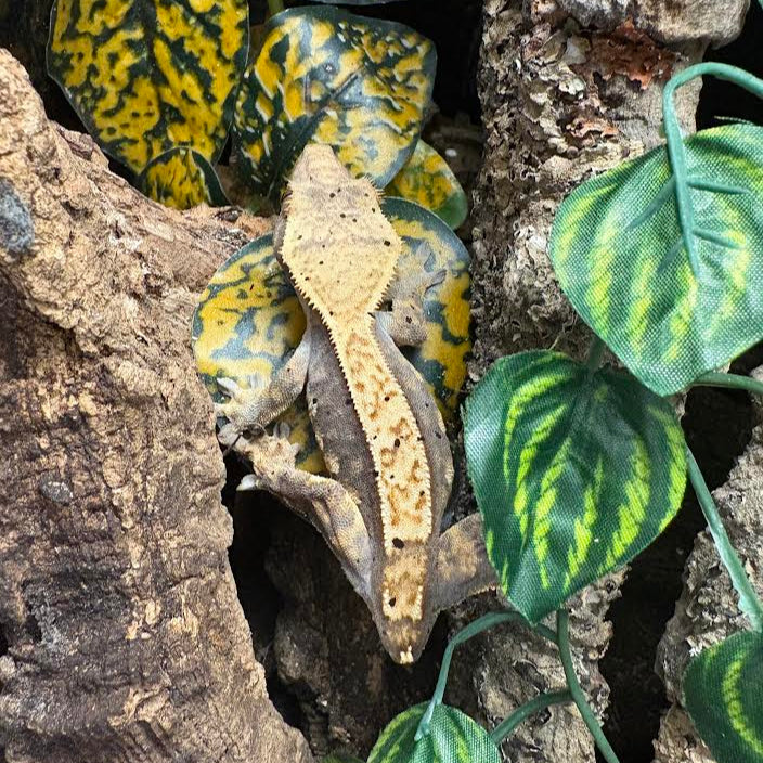 Correlophus ciliatus (Crested Gecko) Dark Lavender Orange Missing Tail