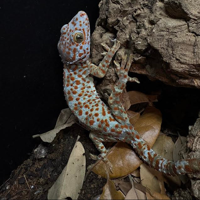Gekko gecko (Tokay Gecko) PAradox male | Het Granite Female