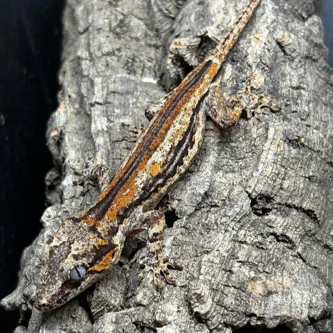Rhacodactylus auriculatus (Gargoyle Gecko) '25 Orange Super Stripe