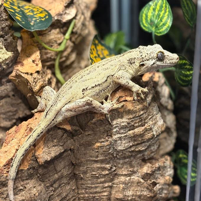 Rhacodactylus auriculatus (Gargoyle Gecko) '19 Yellow Base Stripe Female (Regen Tail)